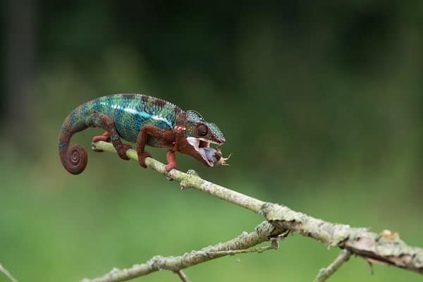 Panther Chameleon Eating Cricket