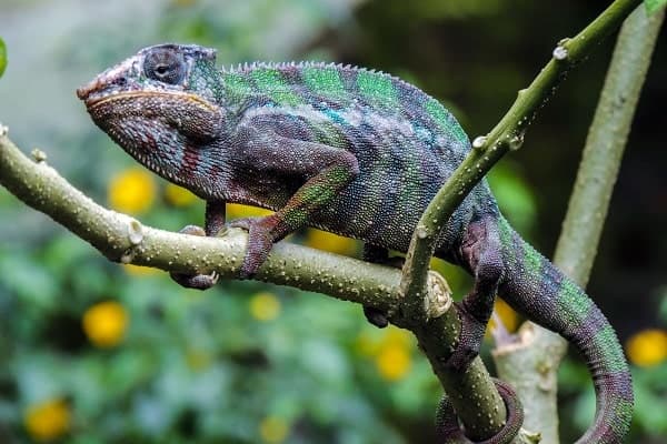 Panther Chameleon In Tree