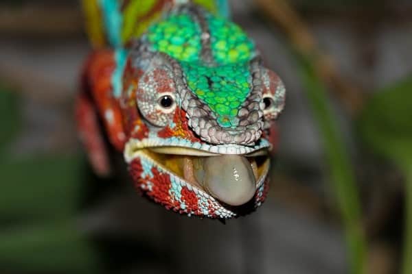 Panther Chameleon Tongue Out