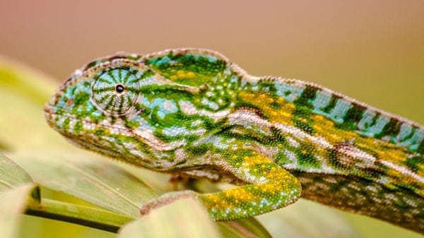 Pet Panther Chameleon Closeup