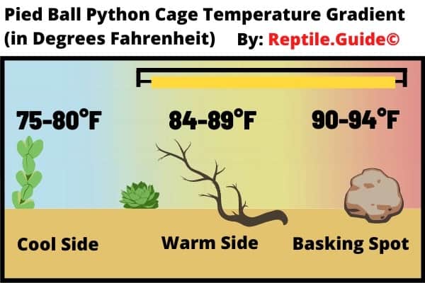 Pied Ball Python Enclosure Temperature Chart