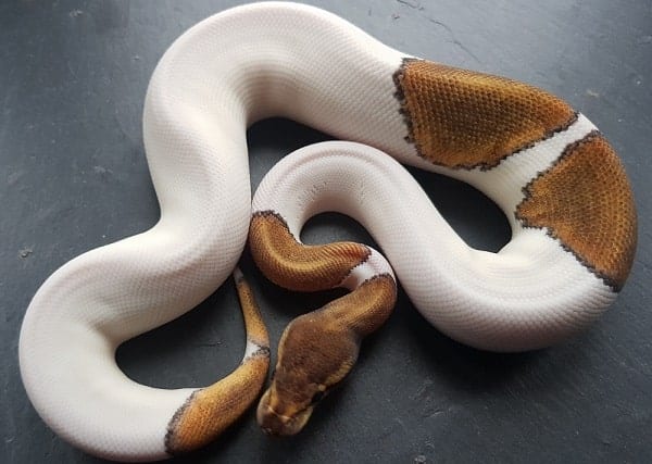 Pied Ball Python On Display