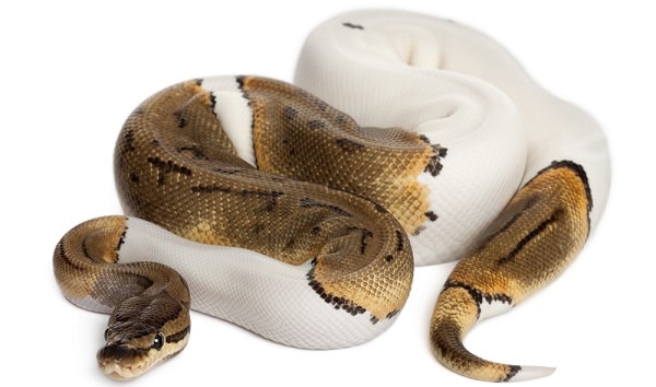 Pied Ball Python White Background