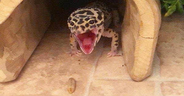 Stressed Leopard Gecko