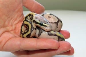 Ball Python Size: How Big do Ball Pythons Get?