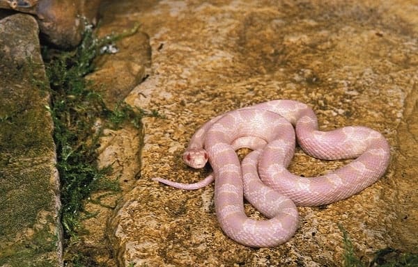 Wild Albino Corn Snake 2