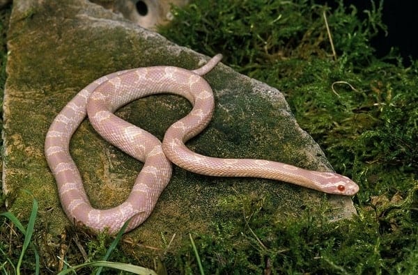Wild Albino Corn Snake