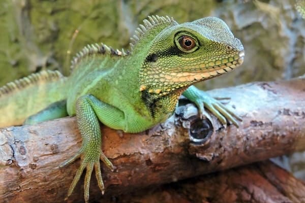 Wild Chinese Water Dragon