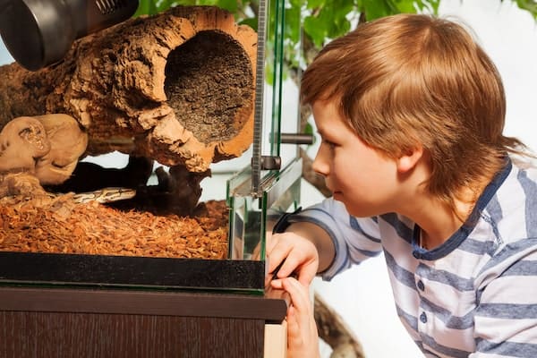 Young boy observing ball python in enclosure