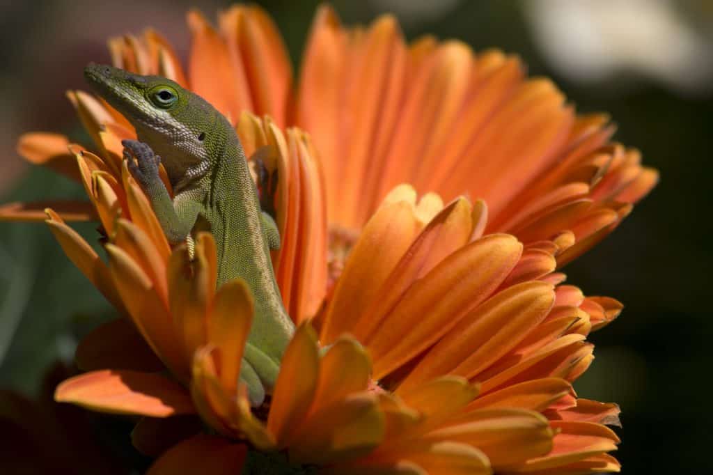 Anole in flowers