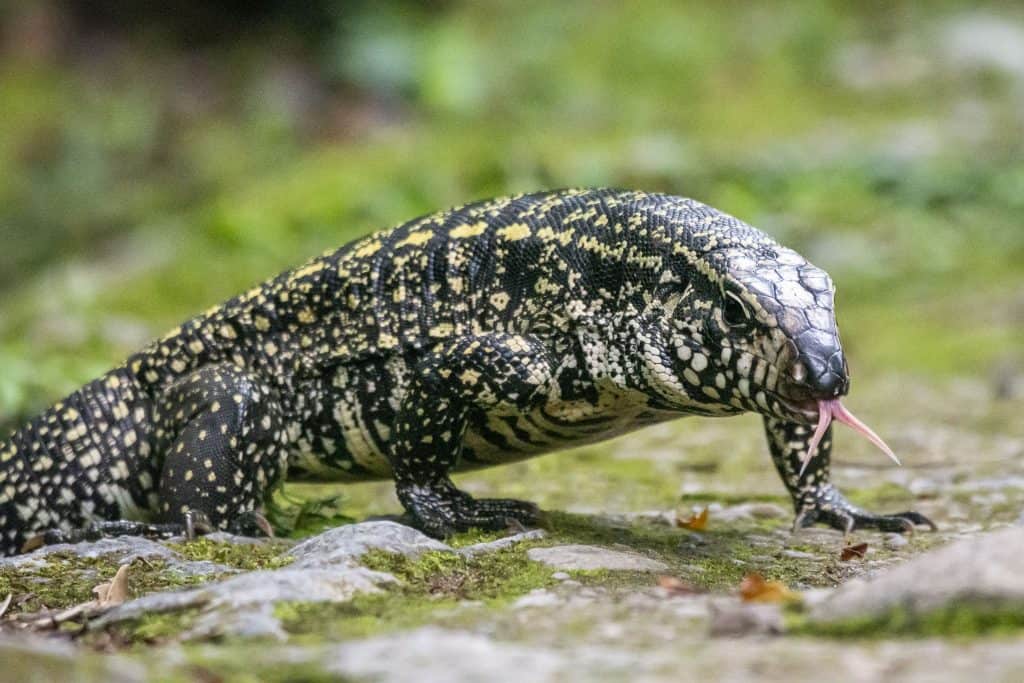 Black and White Tegu