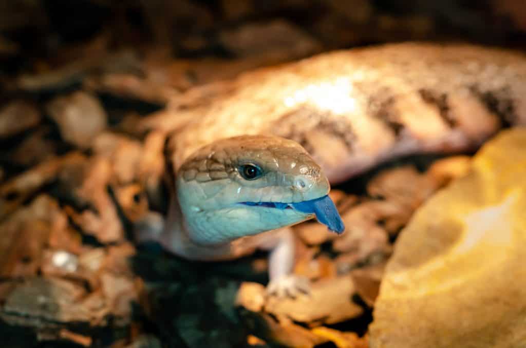 Blue tongued Skink