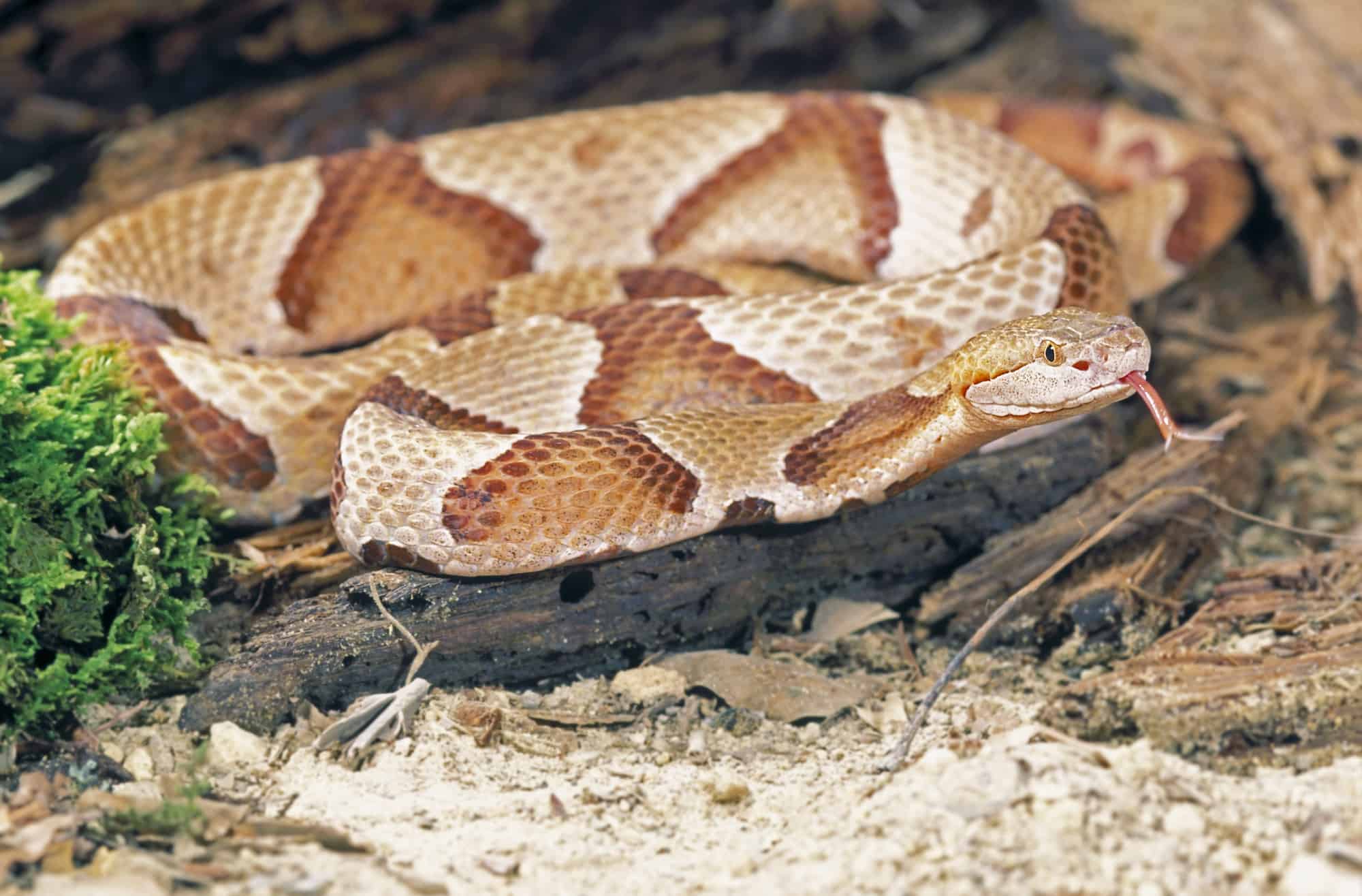 Какая симметрия у змеи. Copperhead змея. Северная медноголовая змея. Ядовитая медноголовая змея. Мокасиновая змея.