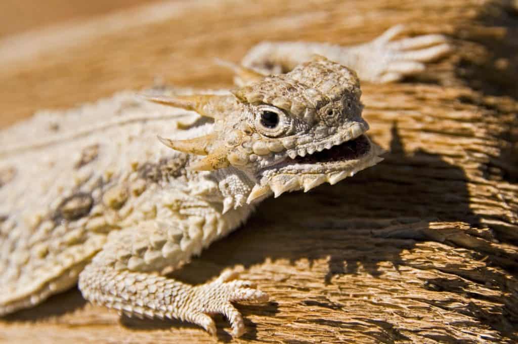 Flat tailed horned lizard