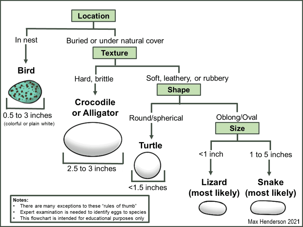 Egg comparison flow chart