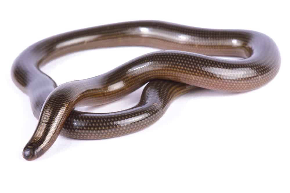 Flowerpot-snake-Indotyphlops-braminus