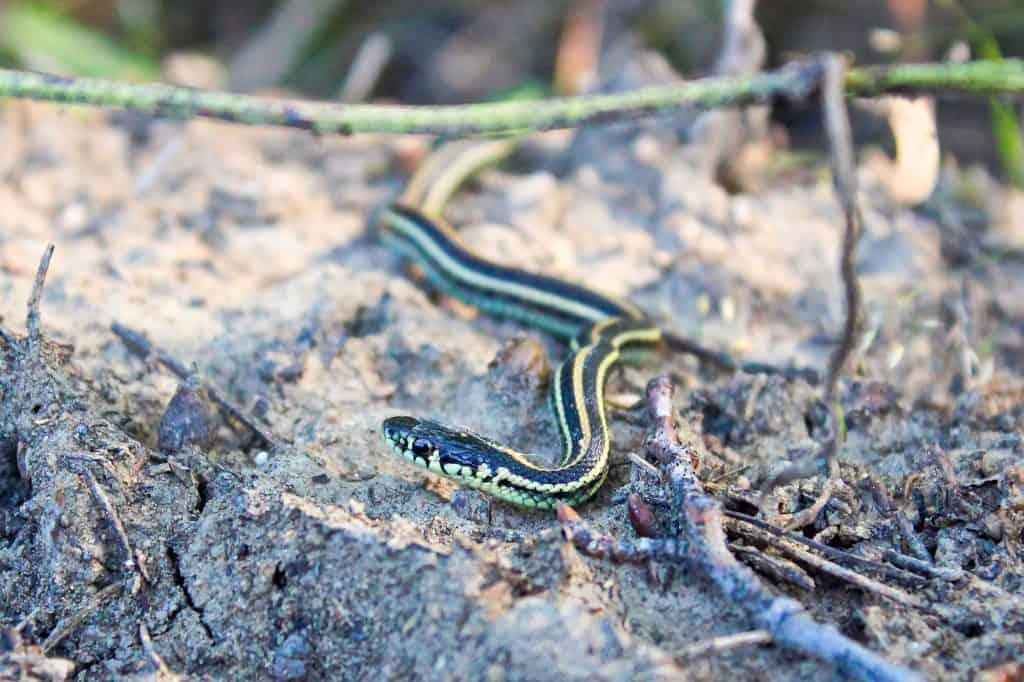 A baby garter snake crawls on sandy ground