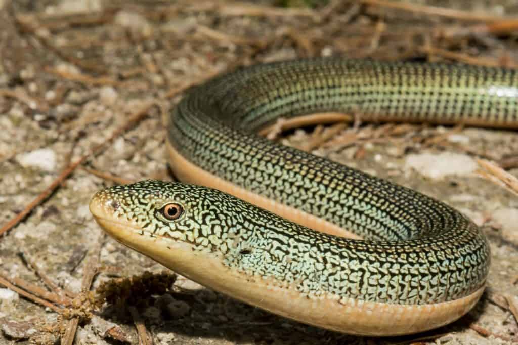 Glass lizard in the wild