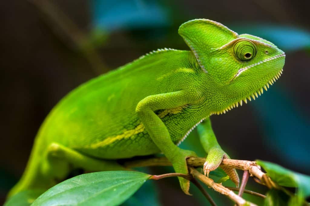 Green chameleon on a tree.