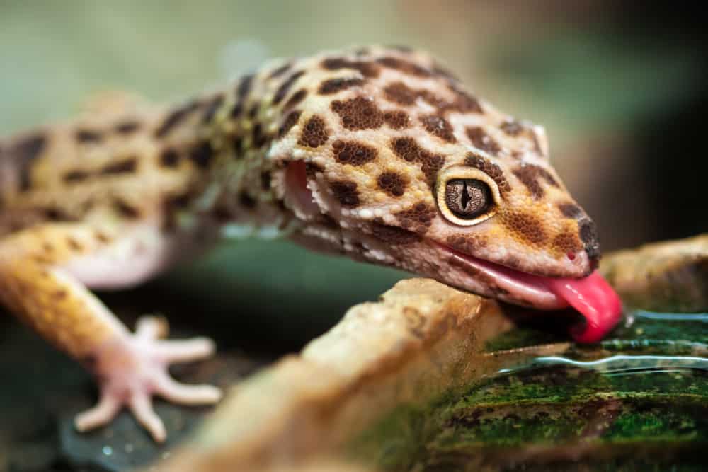 Leopard gecko (Eublepharis macularius)