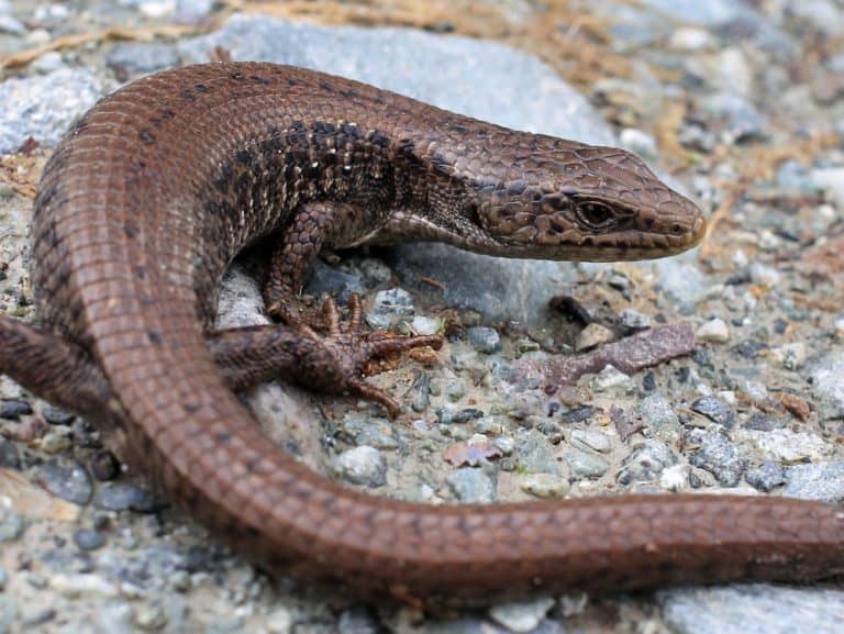 California Lizards Identification And Full Guide