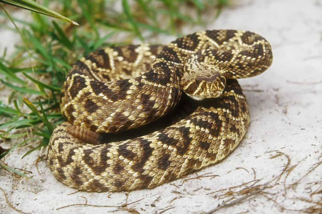 eastern Diamondback Rattlesnake (Crotalus adamanteus)