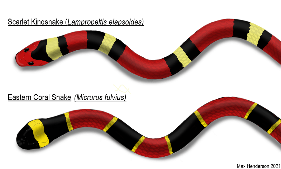 A drawn comparison between the Scarlet Kingsnake and Coral Eastern Snake