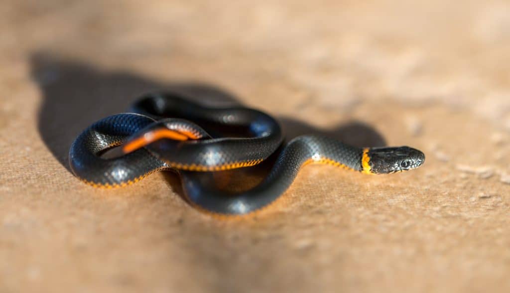 Smooth Earthsnake – Florida Snake ID Guide