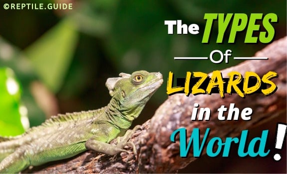 Types of lizards featured image