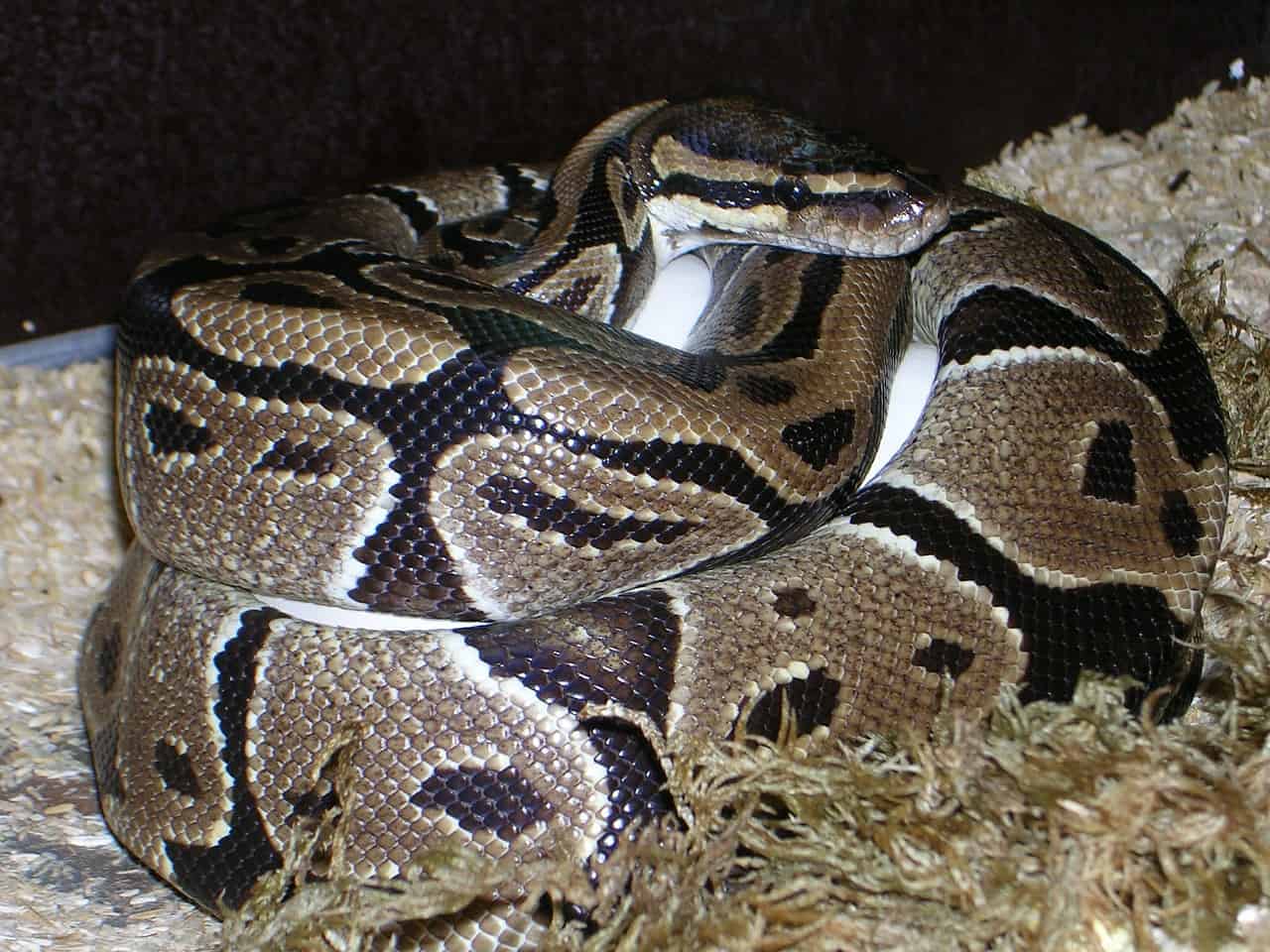 Snake Eggs - What You Need to Know [and Do] - Reptile.Guide