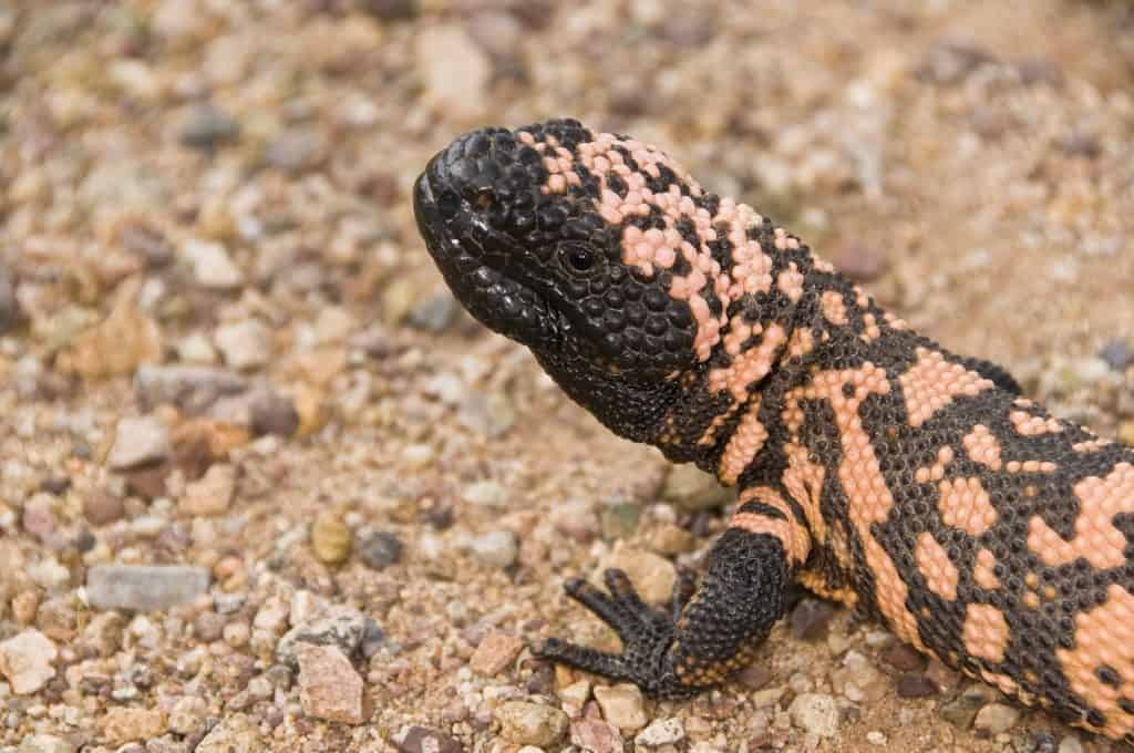 beaded lizard, american agila monster-min