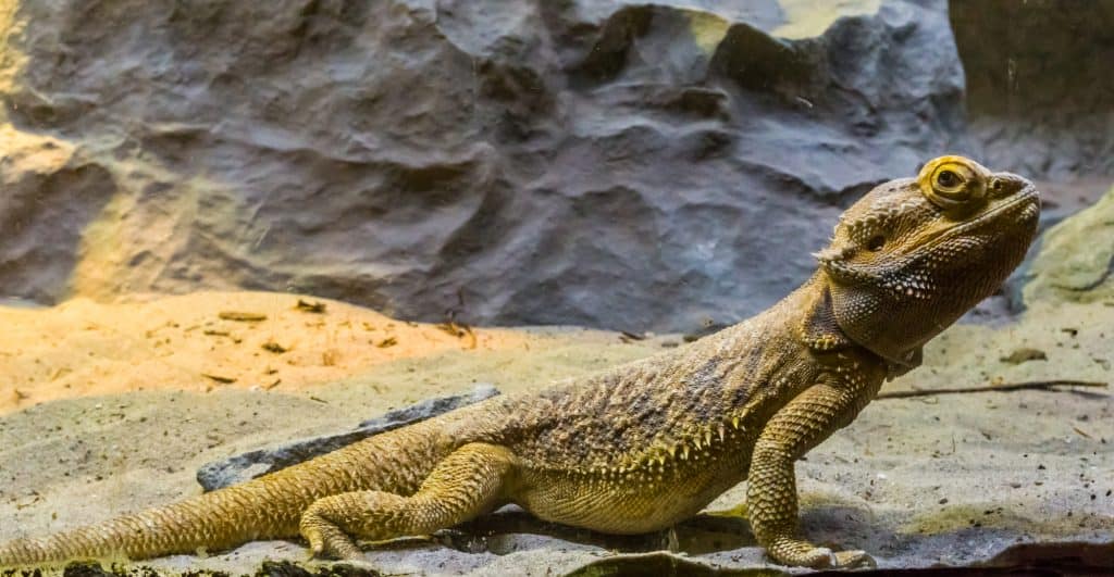 bearded dragon lizard in closeup, tropical reptile from Australia