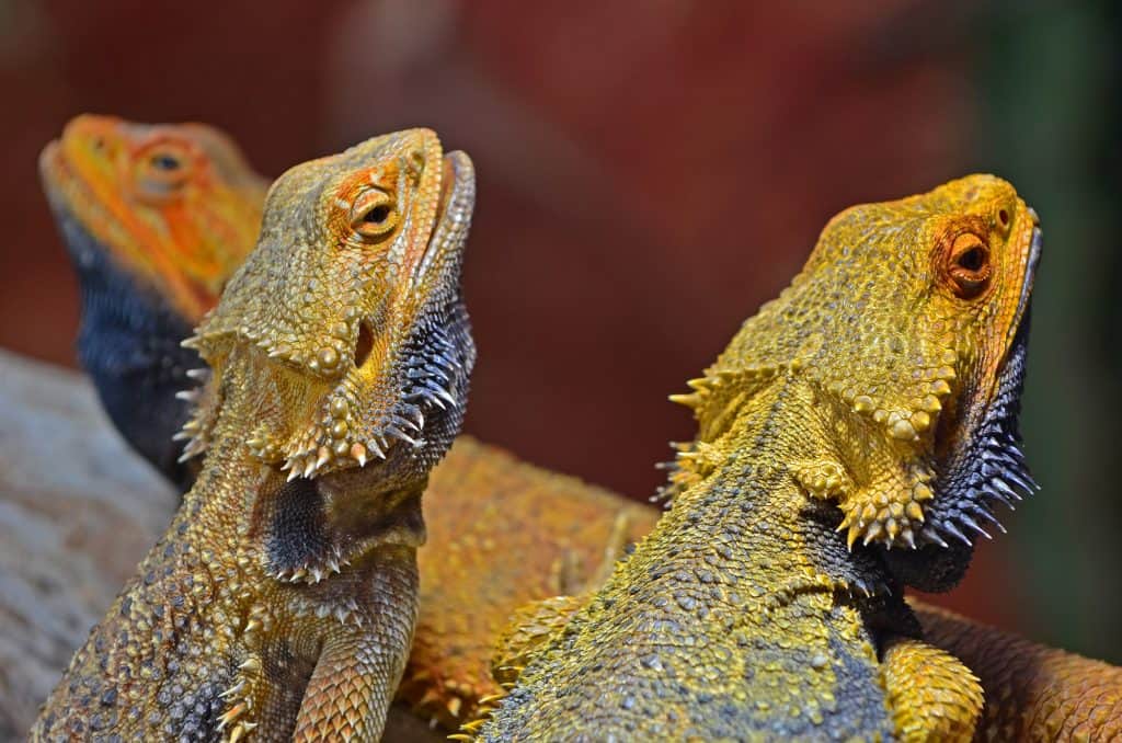 Bearded Dragons from Australia, also known as Pogona, sunbathing.