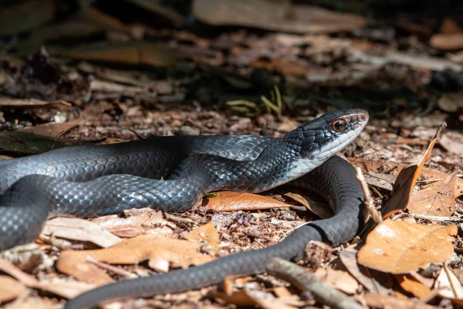 Florida Snake Identification Chart