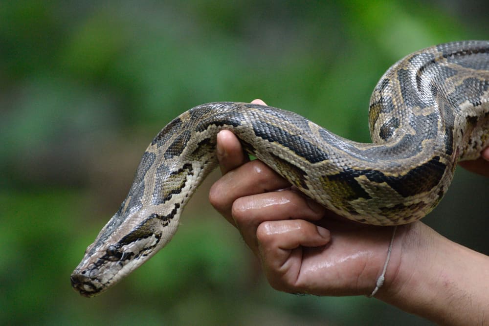 Burmese Python – Florida Snake ID Guide