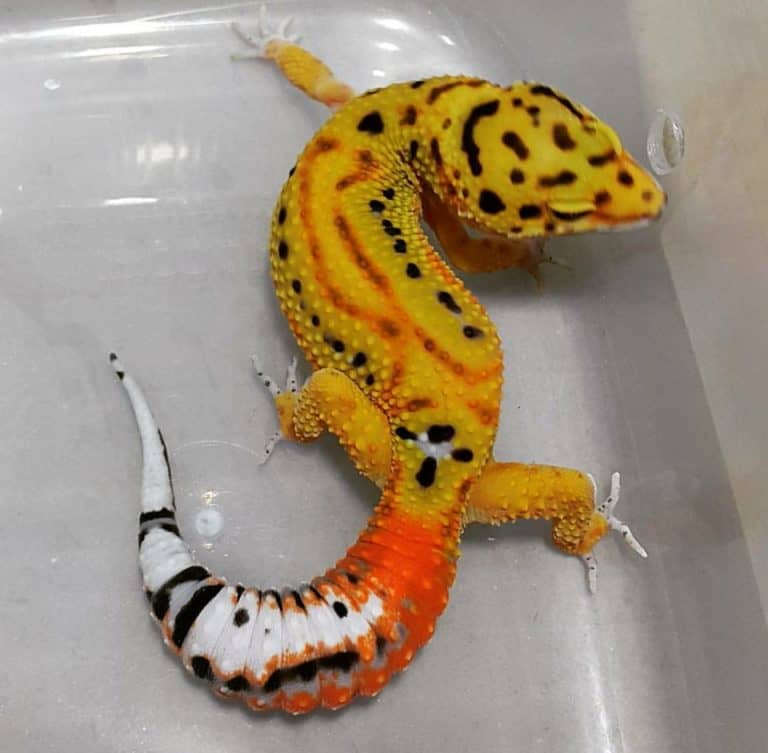 Leopard Gecko Morphs [the Ultimate Guide] Reptile.Guide