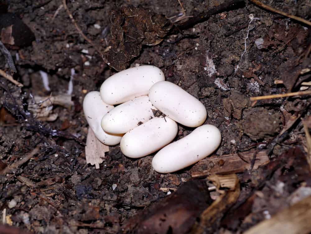 Snake Eggs What You Need to Know [and Do] Reptile.Guide