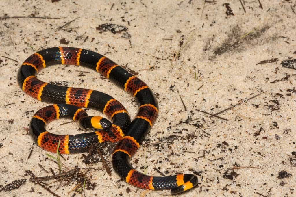 coral snake (Micrurus fulvius)