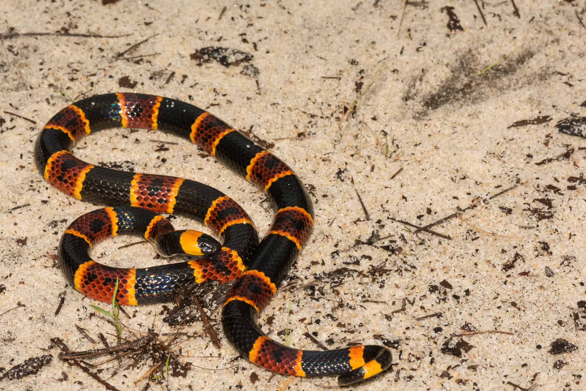 non-venomous-scarlet-milk-snake-red-touch-black-friend-to-jack