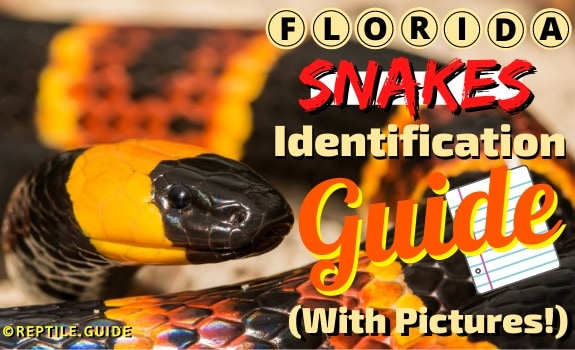 Smooth Earthsnake – Florida Snake ID Guide