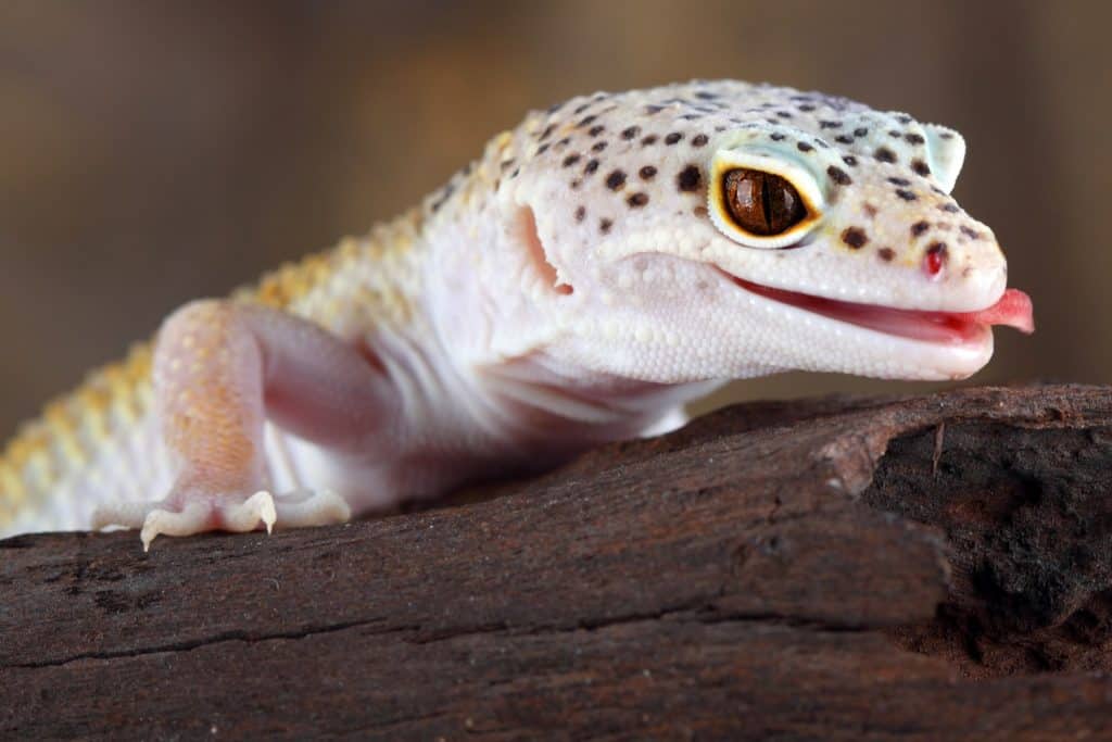 gecko looking over a piece of wood