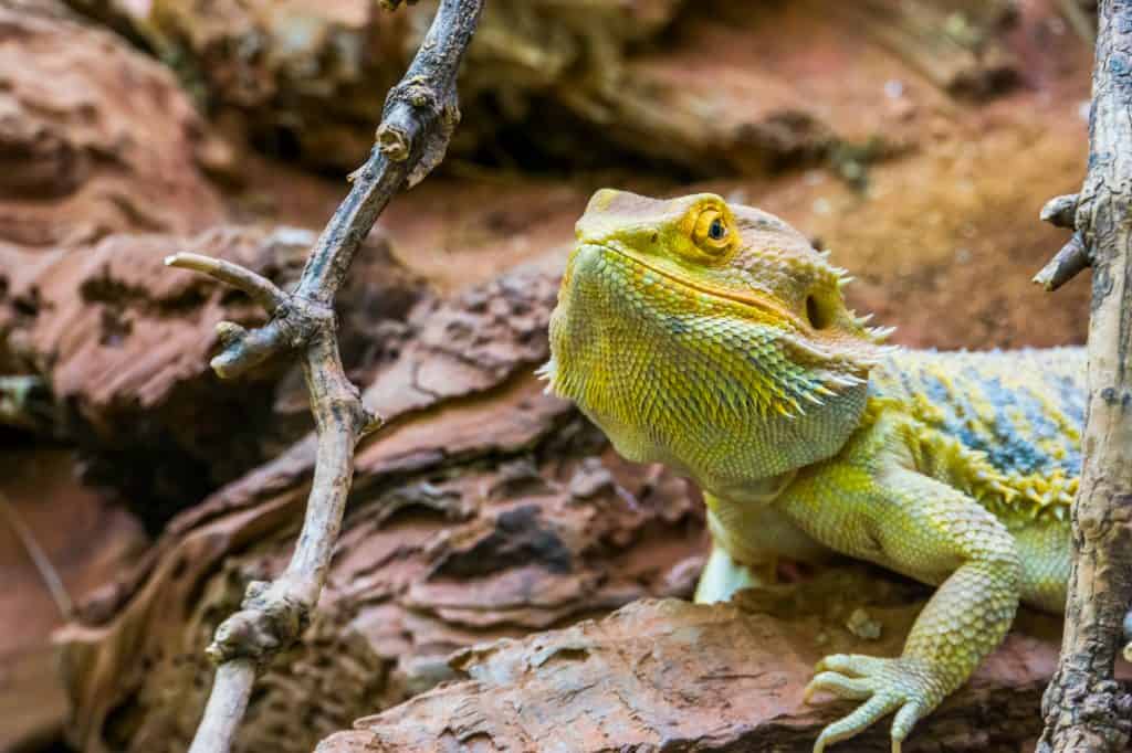 the face of a bearded dragon in closeup