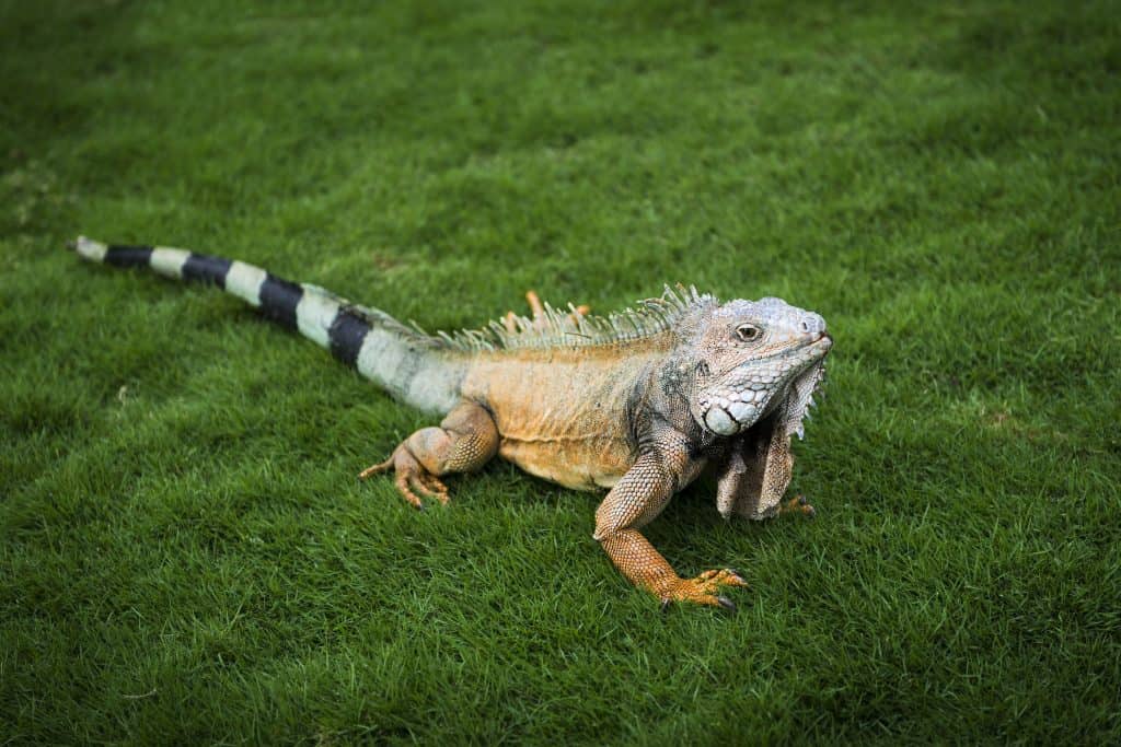 iguana on grass