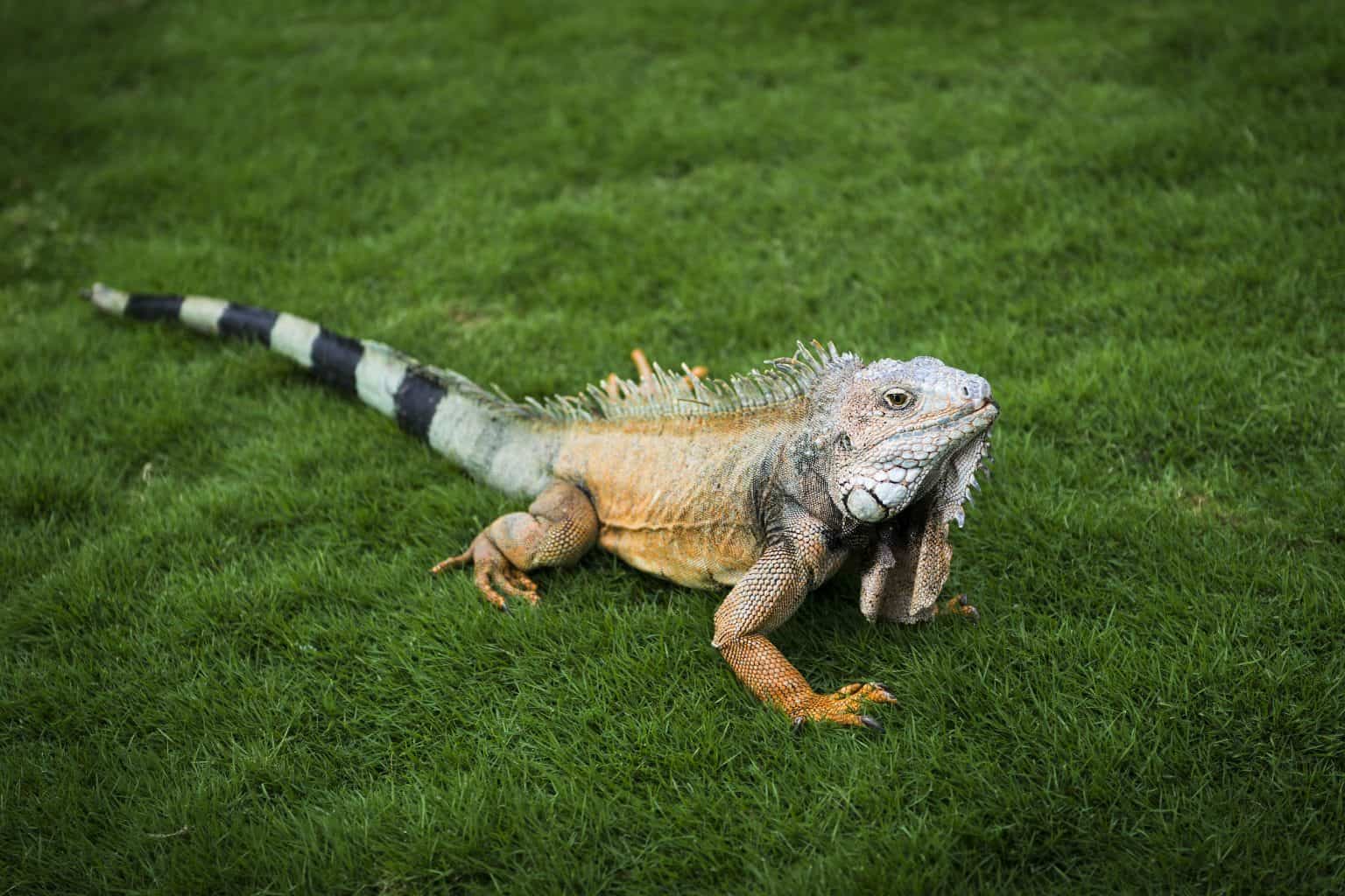 10+ Amazing Types of Lizards: Meet All the Cool Lizards Here