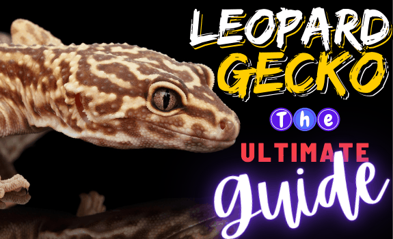 leopard gecko featured image