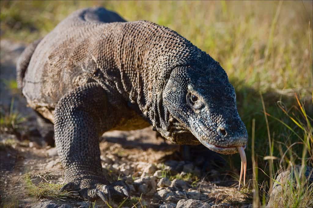 monitor lizard or komodo dragon-min