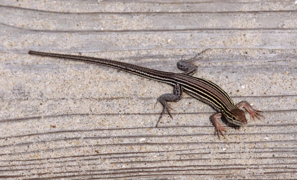 race runner or whiptail lizard