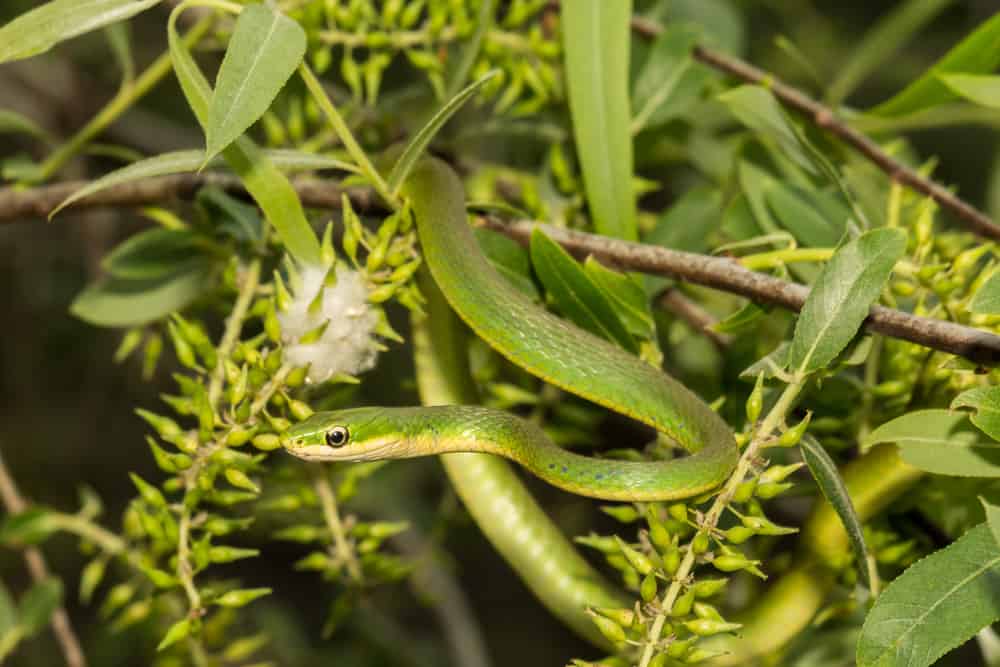 Smooth Greensnake (A Guide to Snakes of Southeast Texas) · iNaturalist