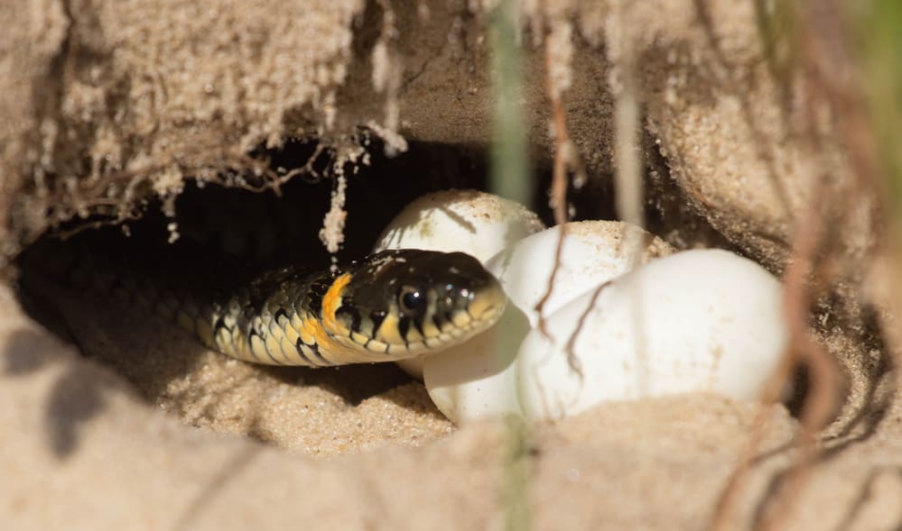 snake eggs in a hole