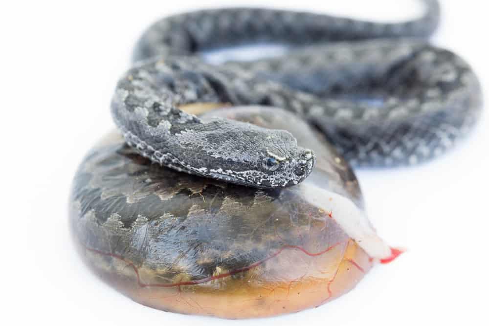 snake baby and egg vipera latastei